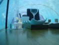/album/galerie-foto%3a-acas%c4%83/underwater-restaurant-005-1-jpg1/